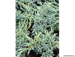 Можжевельник обыкновенный Мейер в сетке и мешковине готова к доставке - Красовский-Сад.рф