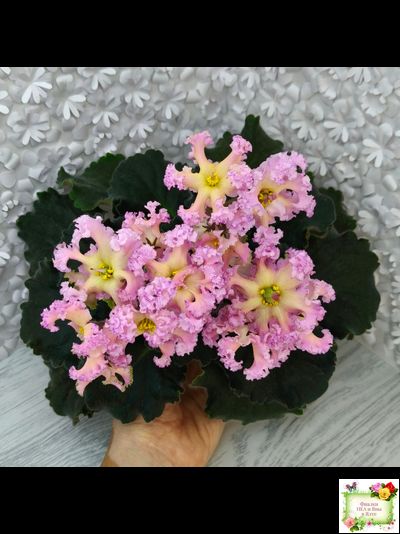 РМ-Оранжевое Лето (Н. Скорнякова) 2022 г.