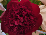 Paeonia Red charm