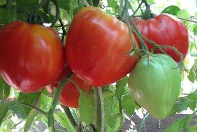 Томат Вова Путин