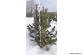 Кедр - фото 22 - питомник Красовский-Сад.рф