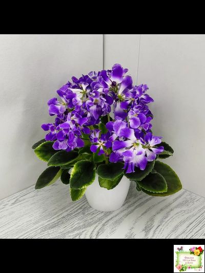 LV-Элизабет (Л. Шевелева) 2023 г.(лист посажен 29.01.26)