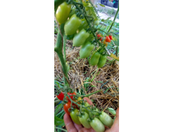 Томат Даттерини красный (Datterini red)