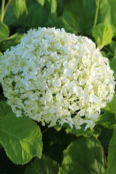 Гортензия древовидная Annabelle