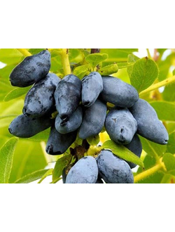 жимолость "Югана"