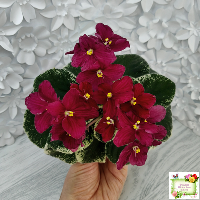 Mac's O'Scarlet O'Hara (G.McDonald) (Макс ОСкарлет Охара)