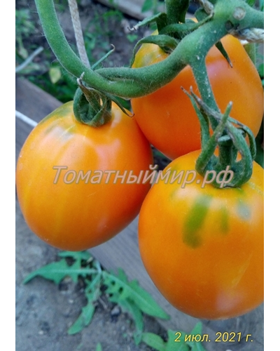 Томат Южный загар