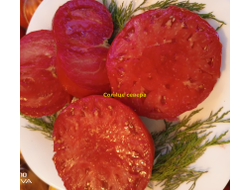 Томат Солнце севера