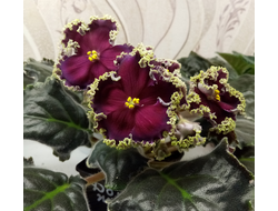 10) РС- Дон Жуан (дет)