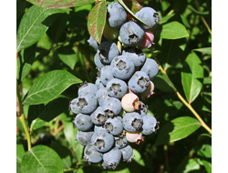 Голубика Мидер (Meader) 1,5 л