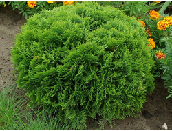 Туя западная Вудварди (Woodwardii) 2,0 л