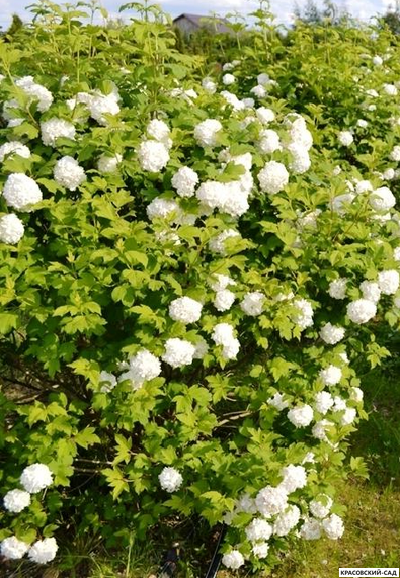 Калина Таежные рубины - фото в ландшафте - красовский-сад.рф