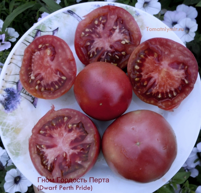 Томат Гном Гордость Перта (Dwarf Perth Pride)