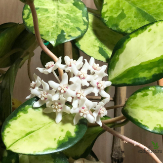 Hoya Australis Lisa