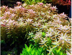 Лимнофила Ароматика Мини (горшок)