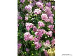 Спирея японская Мерло Нана Купить в магазине красовский-сад.рф