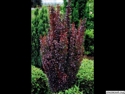 Барбарис Хелмонд Пиллар - Helmond Pillar