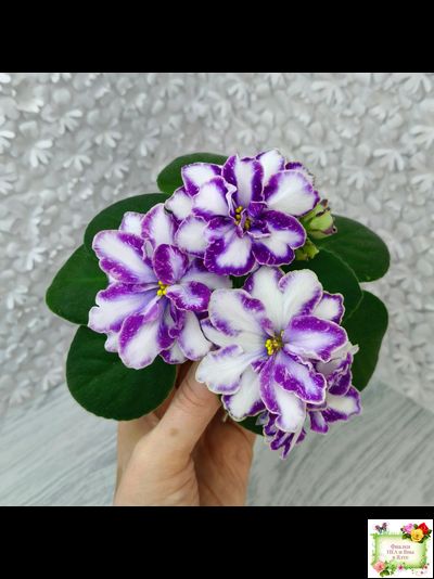 ЮШ-Надюша (И. Волкова) химера