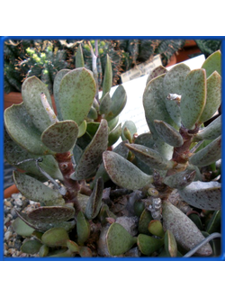 Adromischus maculatus, small form, Mossel Bay IB7648