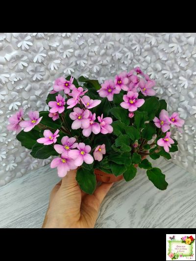 LV-Звезда в Ночи (Л. Шевелева) 2025 г. трейлер (клакамасный лонг)