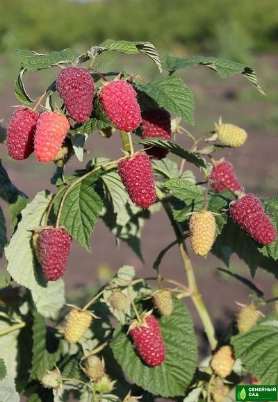 Малина рем.* "Похвалинка"