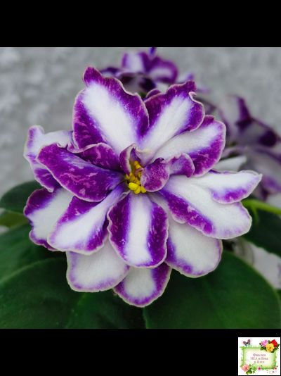 ЮШ-Надюша (Ю.Шаховцева) химера (пасынок из цветоноса укоренённый)