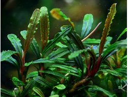 Bucephalandra green wavy