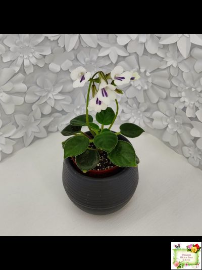 Deinostigma tamiana (Primulina tamiana (примулина тамиана))