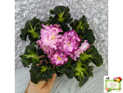 ЛЕ-Пряная Корица (Е. Лебецкая) 2020 г.