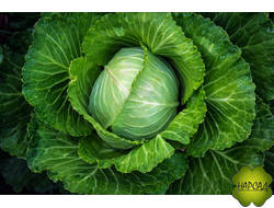 КАПУСТА БЕЛОКАЧАННАЯ РАННЯЯ (НЕ ПИКИРОВАННАЯ) 10 ШТ.