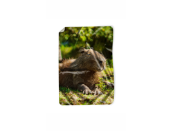 Покрывало Капибара, Kapibara-san №16