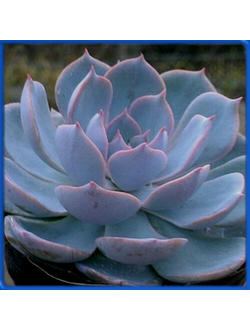 Echeveria peacockii v. desmetiana