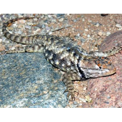 Игуана заборная пустынная (Sceloporus magister)