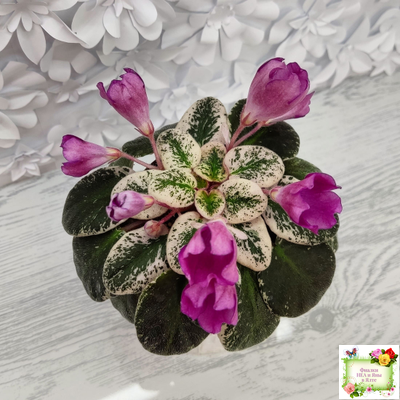 СК-Пангея (А.Кузнецов) 2014 г.