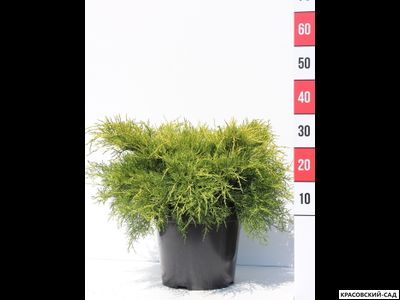 Можжевельник средний Олд Голд - Old Gold