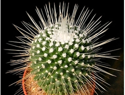 Mammillaria spinosissima cv. Uno Pico