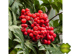 РЯБИНА ФИНСКАЯ