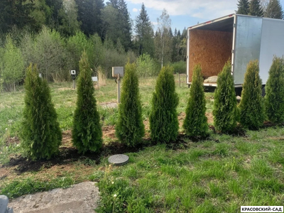 Туя Смарагд - Smaragd 160 см