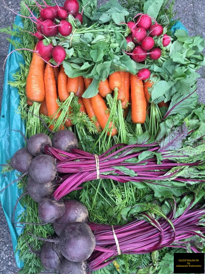 чернозем урожай