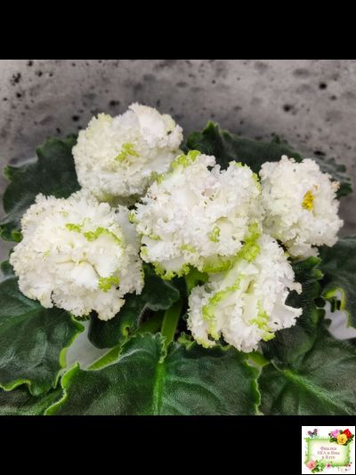 ЕК-Изумрудные Розы (Е.Коршунова) 2018 г.