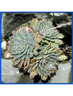 Graptoveria 'Heaven'