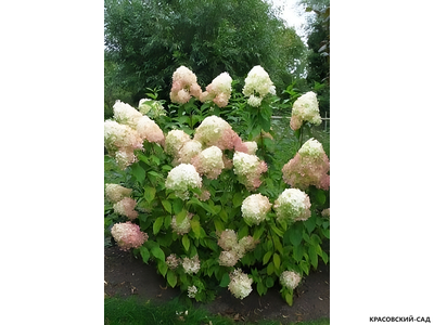 Гортензия метельчатая Фантом