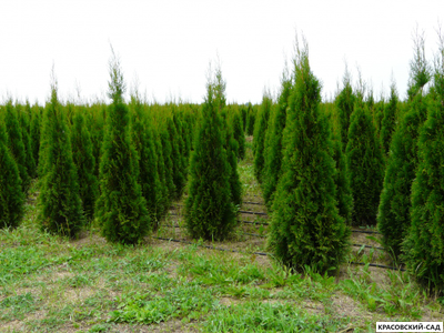 Туя Смарагд - Smaragd 180 см