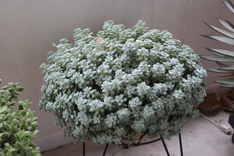 Sedum Cape Blanco