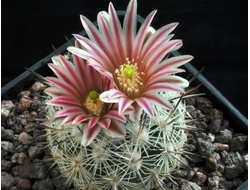 Echinomastus mapimiensis SB1090 - 10 семян