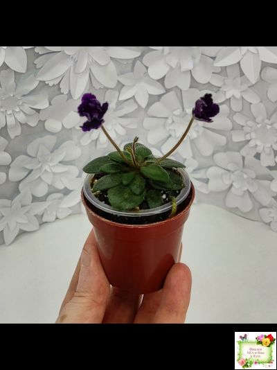 Hunter's Black Talon (K. Muzalewski)