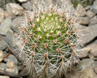 Lobivia aurea v.sierragrandensis WR-711b (D=15-20mm, H=30mm)