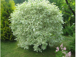 Дёрен белый Elegantissima