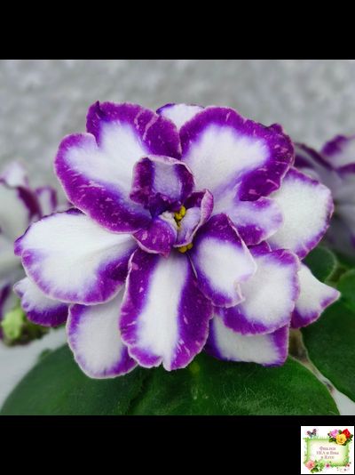 ЮШ-Надюша (Ю.Шаховцева) химера (пасынок из цветоноса укоренённый)