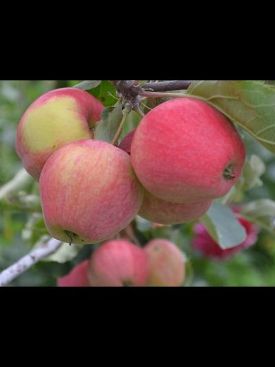 Аркад розовый (яблоня)